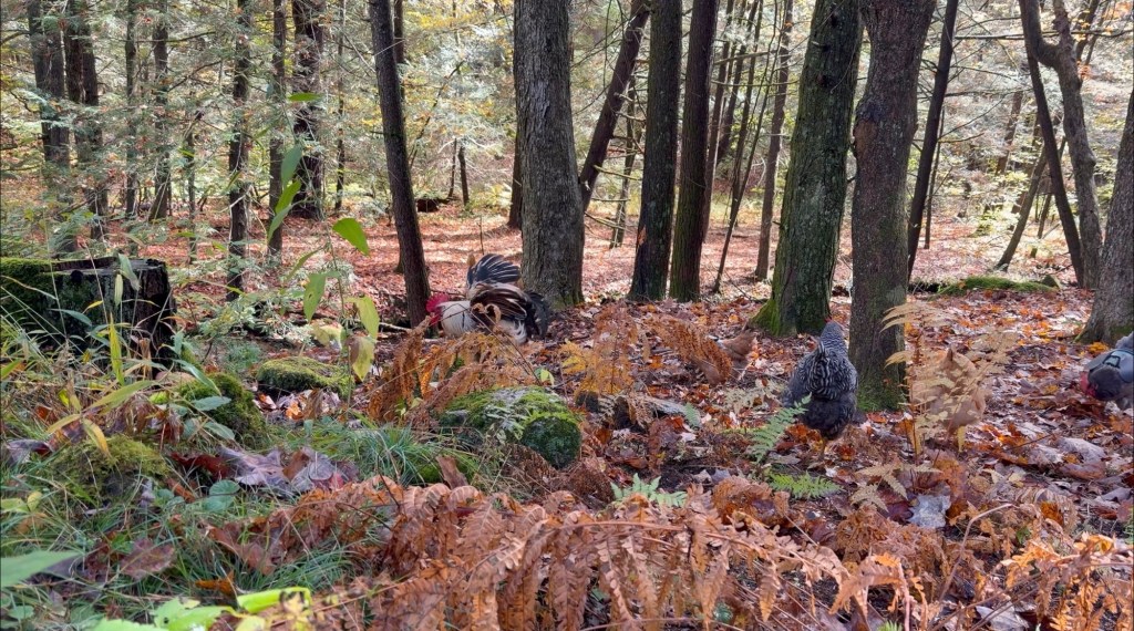 VIDEO: Dinosaurs Digging in the Leaves ・動画:恐竜たちが葉っぱの下で獲物を探し