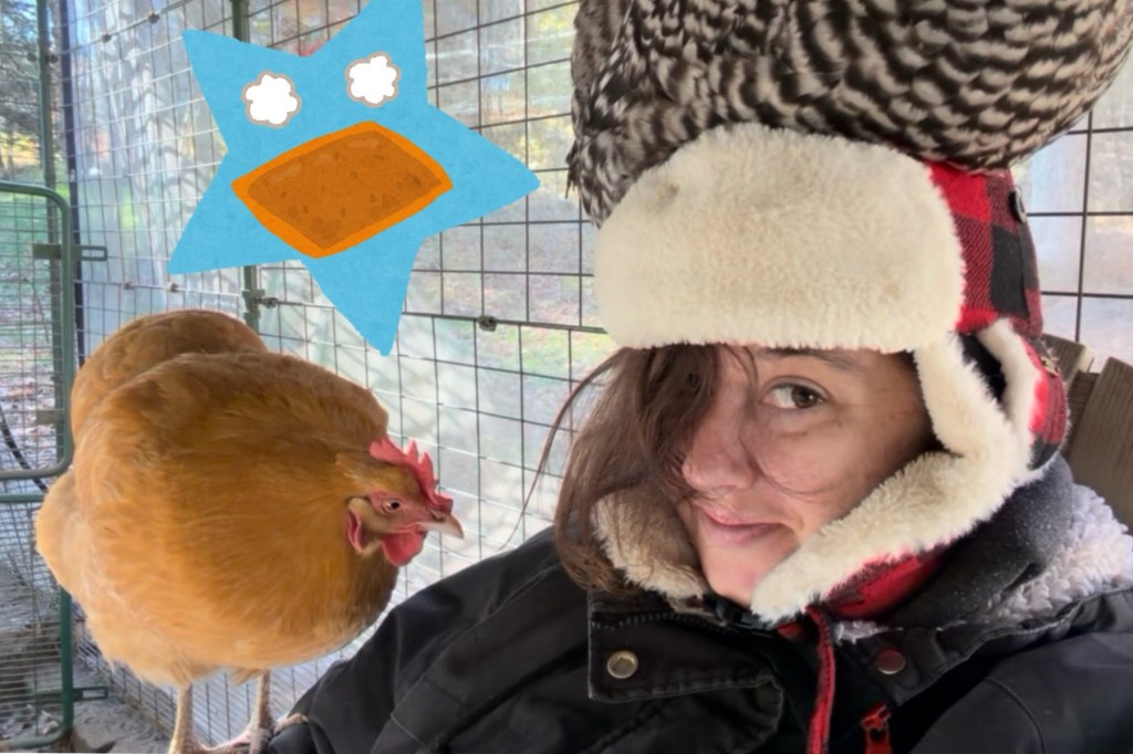 Chicken Hair Salon #2: Now With Head and Lap Warmers! 鶏美容室第二編:ヘッドと膝ウォーマー！